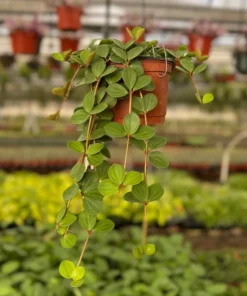 Peperomia Hope String Plant Live 4 Inch Pot Indoor Rare