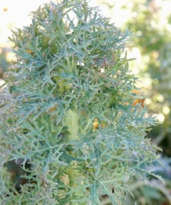 Frilly Kale Seeds - 150 Seeds - 2025 Harvest - Free Shipping