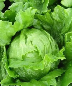 Reine des Glaces Lettuce Seeds - Ice Queen Crisphead Lettuce - 200 Seeds