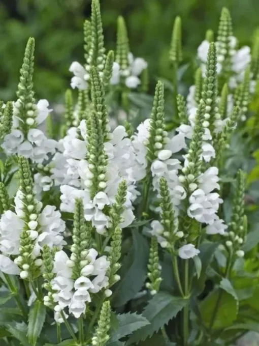 Obedient Plant White Seeds - 100 Seeds - Fresh Harvest