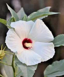 Swamp Rose Mallow Seeds - 30 White Hardy Hibiscus Moscheutos Seeds