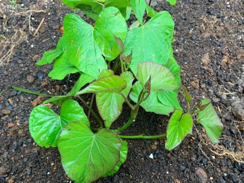 Okinawan Purple Sweet Potato: Why It’s More Than Just a Delicious Superfood