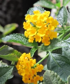Lantana Plants Set of 2 Random Colors 4" Pot - Outdoor Planting