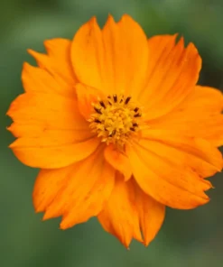 Orange Cosmos Flower Seeds - 40+ Seeds - 2025 Crop - Vibrant Blooms