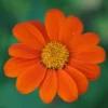 Mexican Sunflower Seeds Tithonia - 40+ Seeds - Crop of 2025