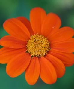 Mexican Sunflower Seeds Tithonia - 40+ Seeds - Crop of 2025