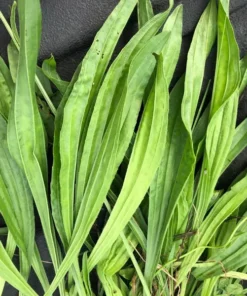 Plantago Lanceolata Narrow Leaf Plantain Seeds - 150 Seeds