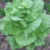 Napa Michihili Chinese Cabbage Seeds - 200 Seeds - Vegetable Seeds