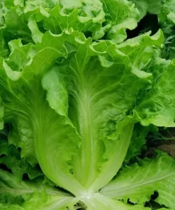 Tango Lettuce Seeds - 400 Seeds - Perfect for Home Gardens