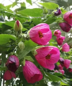 Abutilon Pink Chinese Lantern - 4 inch Live Plant - Ships Without Pot