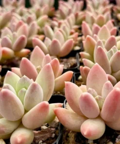Pachyphytum Compactum Rose Plant - Little Jewel Pink Succulent 2