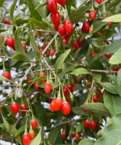 Goji Berry Seeds - 100+ Easy Grow Lycium Barbarum Seeds