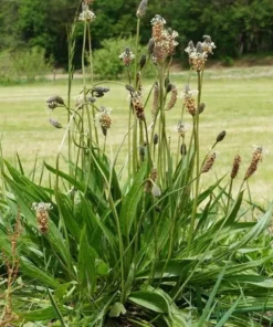 Plantago Lanceolata Narrow Leaf Plantain Seeds - 150 Seeds
