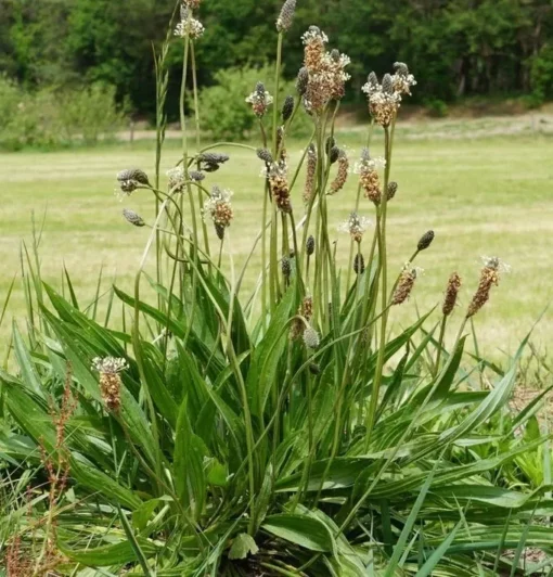 Plantago Lanceolata Narrow Leaf Plantain Seeds - 150 Seeds