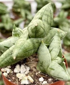 Sansevieria Bonji Plant - Rare Succulent Live Plant 3 inch Pot - Unique Home Decor