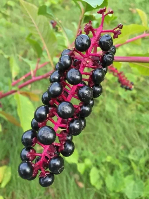 Pokeberry Seeds - Phytolacca americana - Free Shipping