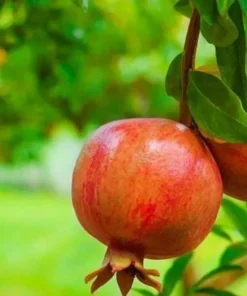 Pomegranate Punica Granatum Plant - 25 Count - Free Shipping