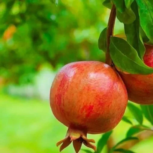 Pomegranate Punica Granatum Plant - 25 Count - Free Shipping