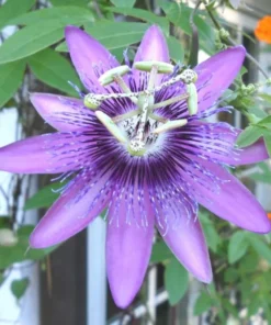 Lavender Passion Flower Plant Live Plant 4-6 Inch Tall Garden Ready