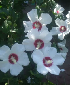 Hibiscus Seeds Mix: Texas Star, Rose of Sharon, Abelmoschus manihot, 100 Seeds