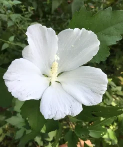 Rose of Sharon Hibiscus Seed Mix - 90+ Seeds - White, Red, Pink Variety