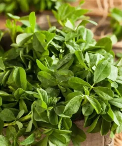 Fenugreek Seeds - 75+ Seeds - Culinary Herb - Free Ship