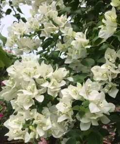 White Bougainvillea Starter Plant 4in - Live Plant - No Pot