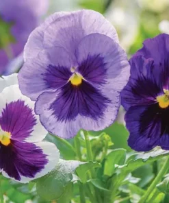 Two Toned Pansy Live Plant Set - 2-4 Inch Flower Plants in 3