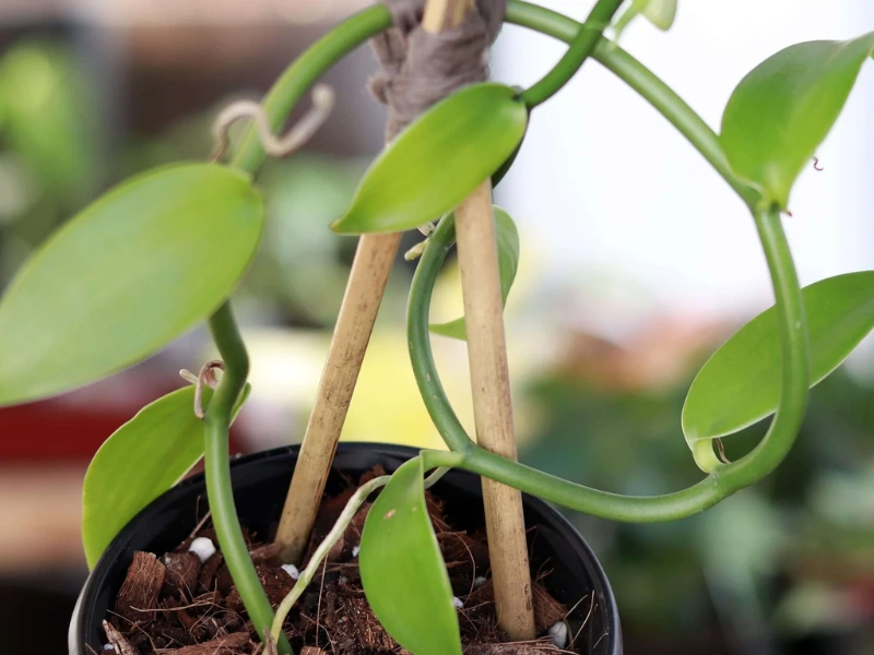 The Ultimate Guide to Vanilla Bean Orchid Plant Care: Tips and Tricks