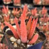 Blue Elf Aloe Succulent Plant 2" Pot Red & Orange Foliage