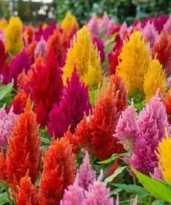 Flamingo Feather Celosia Spicata Seeds - Wheat Flower - Mixed Colors