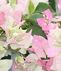 Apple Blossom Bougainvillea 4-inch Starter Plant - No Pot - Well Rooted