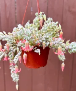 Cotyledon Pendens Trailing Succulent Live Plant Pink Accent