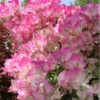 Apple Blossom Bougainvillea 4-inch Starter Plant - No Pot - Well Rooted