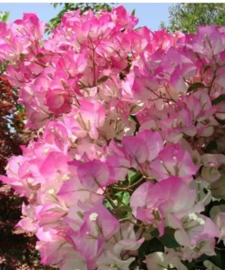 Apple Blossom Bougainvillea 4-inch Starter Plant - No Pot - Well Rooted