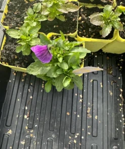 Two Toned Pansy Live Plant Set - 2-4 Inch Flower Plants in 3