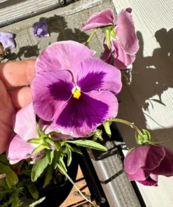 Two Toned Pansy Live Plant Set - 2-4 Inch Flower Plants in 3