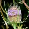Purple Teasel Flower Seeds Dipsacus Fullonum - 100 Wildflower Seeds