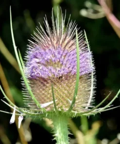 Purple Teasel Flower Seeds Dipsacus Fullonum - 100 Wildflower Seeds