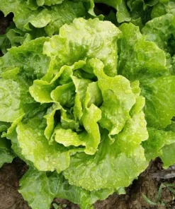Tango Lettuce Seeds - 400 Seeds - Perfect for Home Gardens