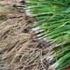 Garlic Chives Starter Plant 4in - Live Culinary Herb - No Pot
