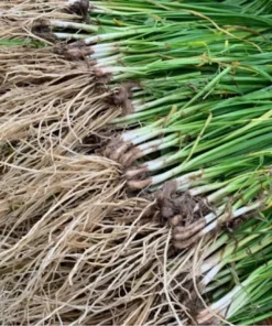 Garlic Chives Starter Plant 4in - Live Culinary Herb - No Pot