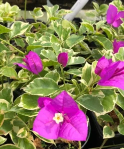 Blueberry Ice Bougainvillea Plant 4 inch Nursery Pot - Starter Plant