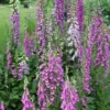 Foxglove Seeds Digitalis Purpurea - 1000 Seeds - Pink & Purple Shades