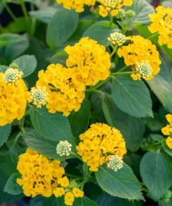 Lantana Trailing Yellow Plants - Set of 2 Live Plants - 6-8 Inch Outdoor Planting