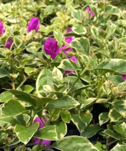 Blueberry Ice Bougainvillea Plant 4 inch Nursery Pot - Starter Plant