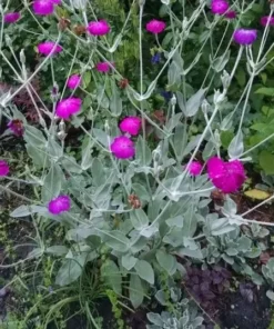 Rose Campion Flower Seeds - 100 Magenta Seeds - Easy to Grow