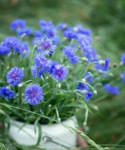Blue Bachelor Button Cornflower Live Plant - 3 inch Pot