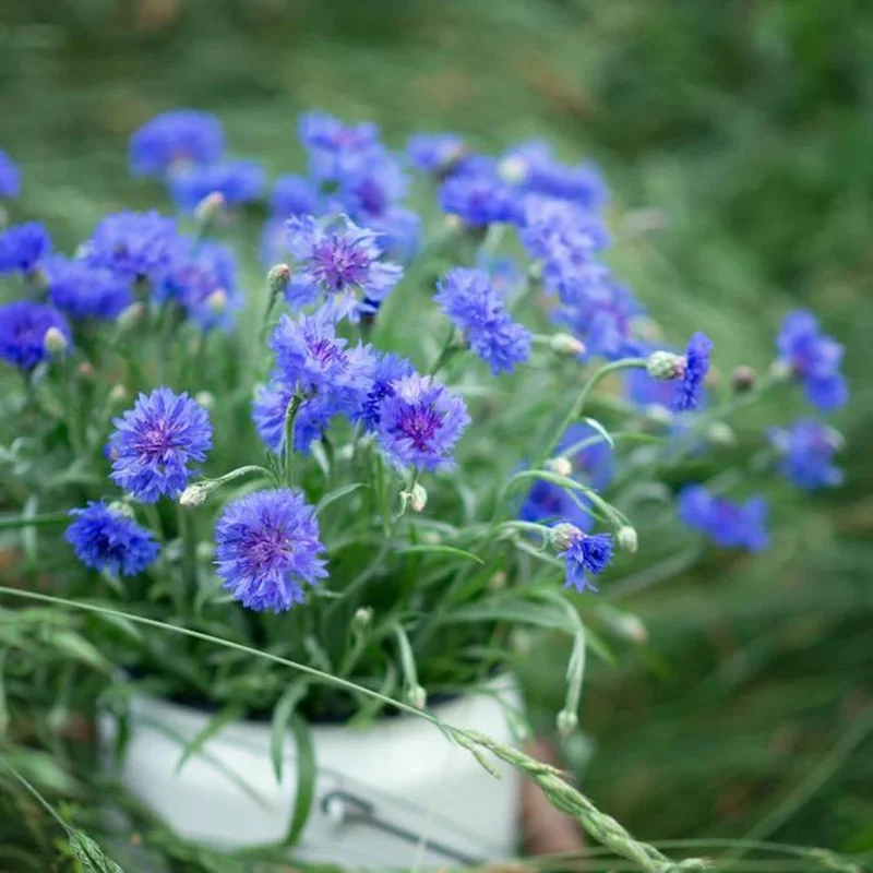 Blue Bachelor Button Cornflower Live Plant - 3 inch Pot