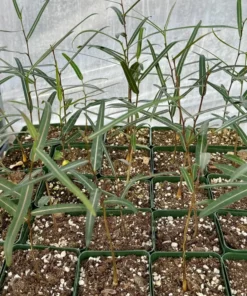 Queensland Bottle Tree - Brachychiton rupestris Live Plant - 4 Inch Pot - Unique Specimen